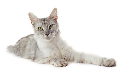 Image showing maine coon cat