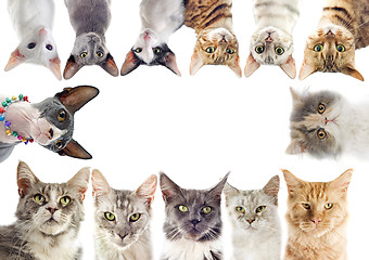 Image showing group of cats