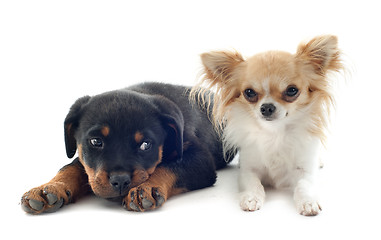 Image showing chihuahua and puppy rottweiler