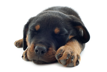 Image showing sleeping rottweiler