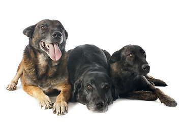 Image showing three dogs