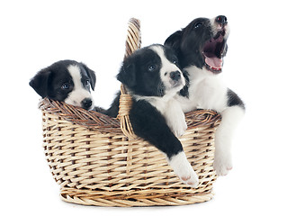 Image showing puppies border collies