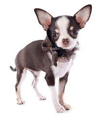 Image showing puppy chihuahua