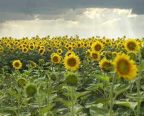 Image showing sunflowers