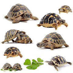 Image showing group of Tortoises