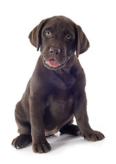 Image showing puppy labrador retriever