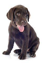 Image showing puppy labrador retriever