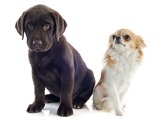 Image showing labrador retriever and chihuahua