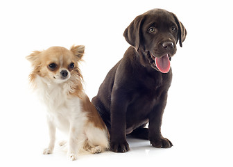 Image showing labrador retriever and chihuahua