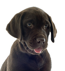 Image showing puppy labrador retriever