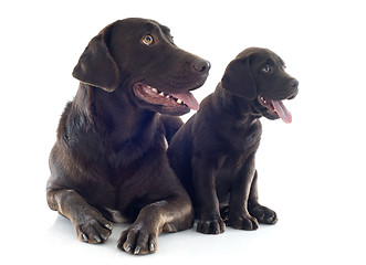 Image showing labrador retriever, adult and puppy
