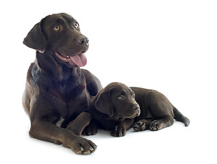 Image showing puppy and adult labrador retriever
