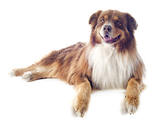 Image showing australian shepherd