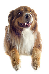 Image showing brown australian shepherd