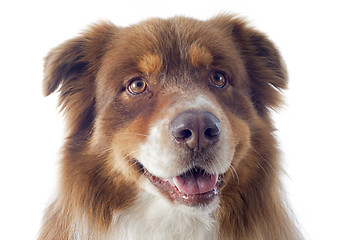 Image showing australian shepherd