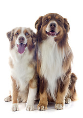 Image showing australian shepherds