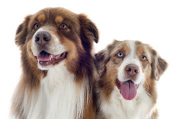 Image showing australian shepherds