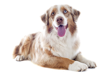 Image showing australian shepherd