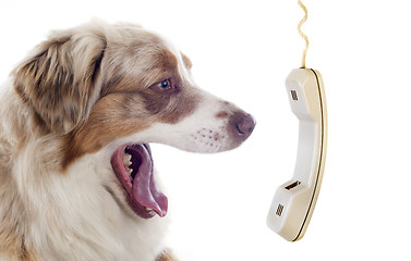 Image showing australian shepherd and phone