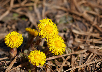 Image showing coltsfoots in the spring sunny day