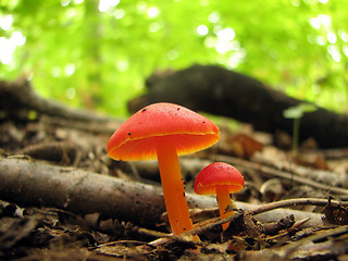 Image showing Two red mushrooms