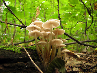 Image showing Mushroom family in the sunlight