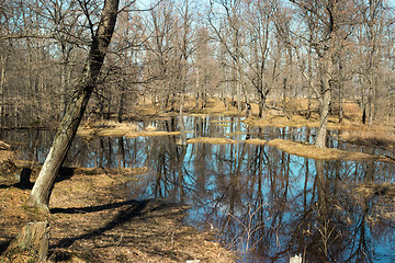 Image showing The forest in the water during the flood