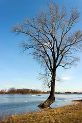 Image showing Tree in the spring floods inundated