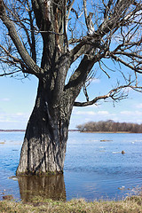 Image showing Tree flooded with water due to flooding