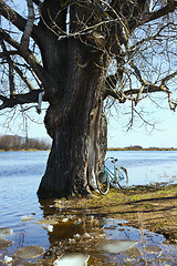 Image showing Flooded with water tree as a result of flooding