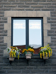 Image showing Window with blooming yellow flowers