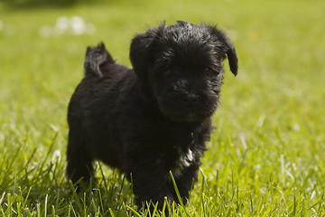 Image showing puppy