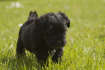 Image showing puppy