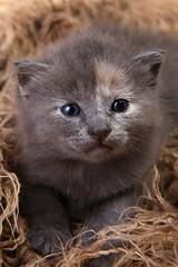 Image showing Baby Kitten Lying in a Basket With Siblings