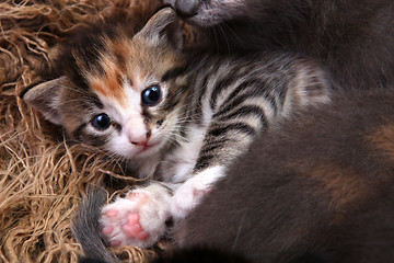 Image showing Baby Kitten Lying in a Basket With Siblings