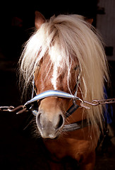 Image showing Cute Shetland pony in stable