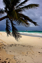 Image showing  froth cloudy  sea weed  in mexico playa del carmen