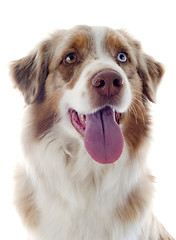 Image showing australian shepherd