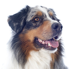 Image showing australian shepherd