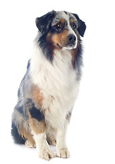 Image showing australian shepherd