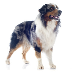 Image showing australian shepherd