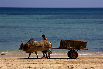 Image showing dustman lagoon worker 