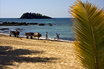 Image showing hand cart  people palm  