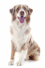 Image showing australian shepherd