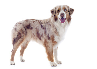 Image showing australian shepherd