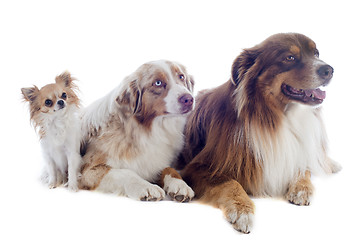 Image showing australian shepherds and chihuahua