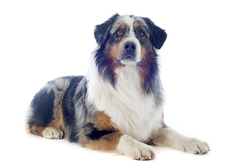 Image showing australian shepherd