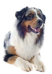 Image showing australian shepherd