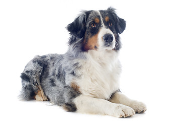 Image showing australian shepherd