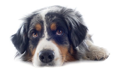 Image showing australian shepherd